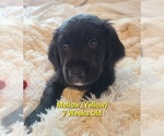 Small Photo #3 Australian Retriever Puppy For Sale in DAYTON, OH, USA