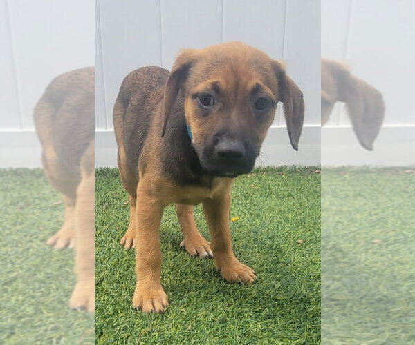 Medium Photo #6 Dachsador Puppy For Sale in Pompano Beach , FL, USA