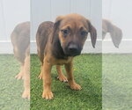 Small #5 Dachsador