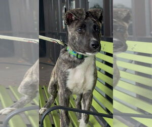Mutt Dogs for adoption in Royal Palm Beach, FL, USA