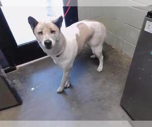 Akita-Siberian Husky Mix Dogs for adoption in Tulsa, OK, USA