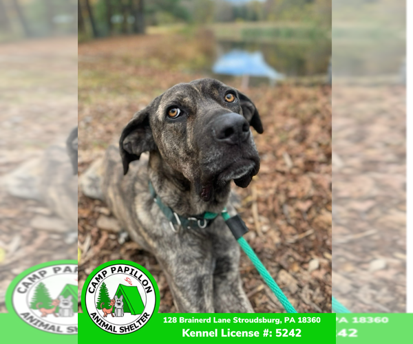 Medium Photo #1 Mutt Puppy For Sale in Stroudsburg, PA, USA