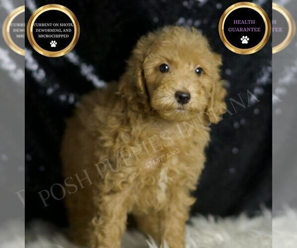 Medium Photo #5 Goldendoodle (Miniature) Puppy For Sale in WARSAW, IN, USA