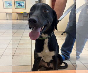 German Shorthaired Pointer-Unknown Mix Dogs for adoption in Virginia Beach, VA, USA