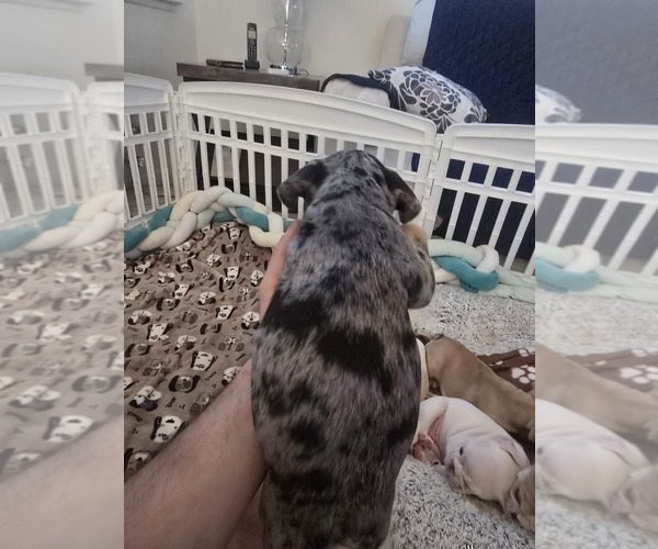 Medium Photo #4 French Bulldog Puppy For Sale in CHINO HILLS, CA, USA