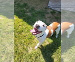 Small #2 Boxer Mix