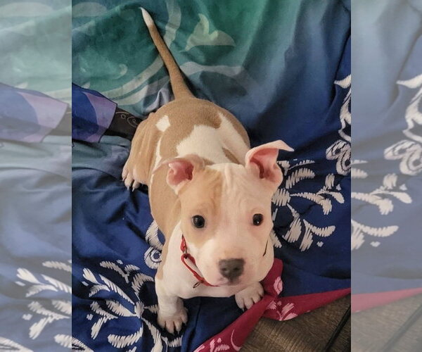 Medium Photo #8 Mutt Puppy For Sale in Spotsylvania, VA, USA