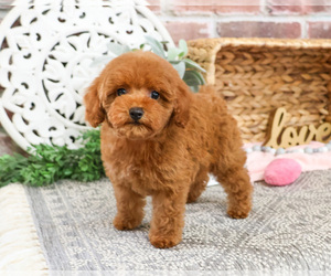 Poodle (Miniature) Puppy for sale in SYRACUSE, IN, USA