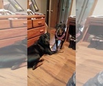 Small #6 Rottweiler