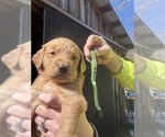 Puppy Light green Golden Retriever