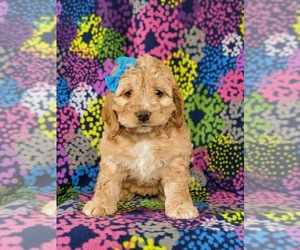Cocker Spaniel-Poodle (Miniature) Mix Puppy for sale in NEW HOLLAND, PA, USA