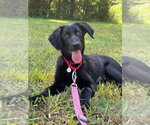 Small #1 Mutt