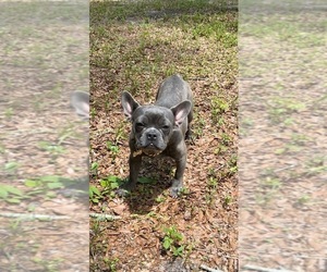 French Bulldog Puppy for Sale in BRANFORD, Florida USA