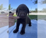 Small Photo #11 Labrador Retriever Puppy For Sale in MADERA, CA, USA