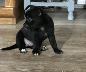 Chihuahua Litter for sale in CANDOR, NY, USA