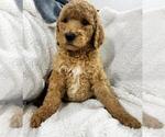 Small #2 Poodle (Standard)