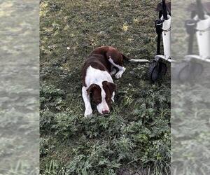 American Staffordshire Terrier-Labrador Retriever Mix Dogs for adoption in San Antonio, TX, USA