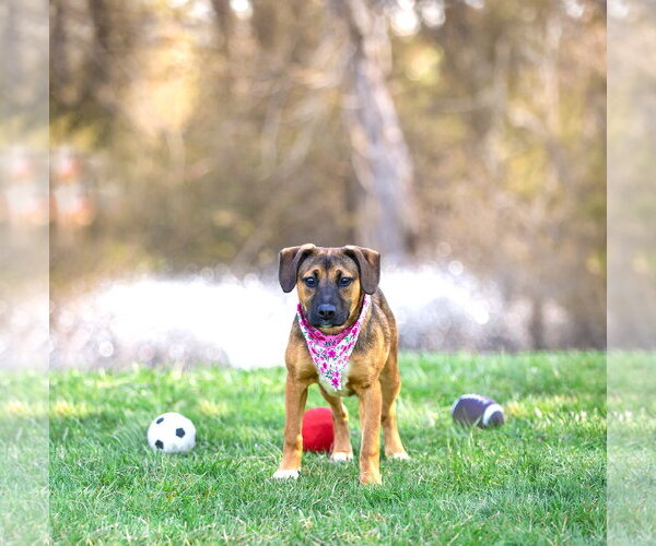 Medium Photo #15 Mutt Puppy For Sale in Unionville, PA, USA