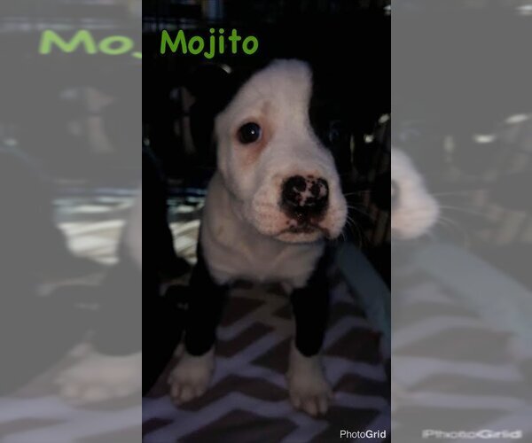 Medium Photo #4 Bullboxer Pit Puppy For Sale in pomfret, CT, USA