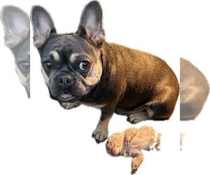 Mother of the French Bulldog puppies born on 02/08/2024