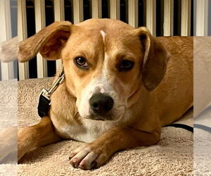 Medium Labrador Retriever Mix