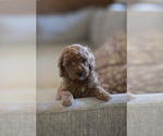 Small Photo #25 Goldendoodle (Miniature) Puppy For Sale in DENVER, PA, USA