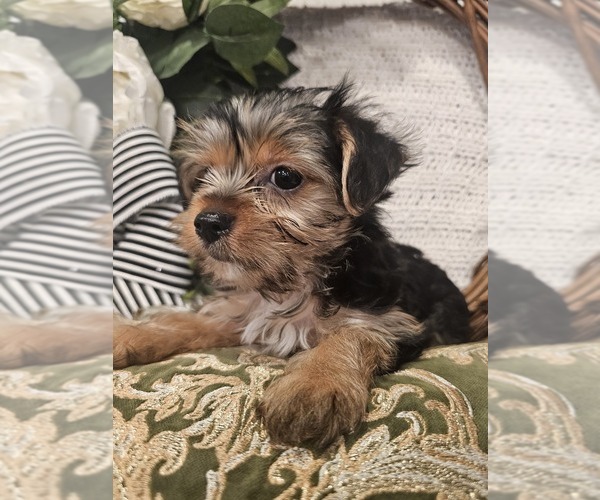 Medium Photo #6 Yorkshire Terrier Puppy For Sale in SALEM, OR, USA
