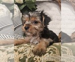 Small #5 Yorkshire Terrier