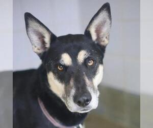 German Shepherd Dog Dogs for adoption in San Antonio, TX, USA