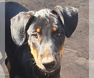 Mutt Dogs for adoption in Canton, CT, USA