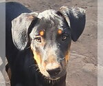 Small Mutt