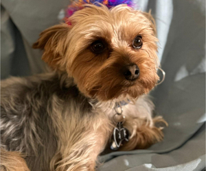Father of the Yorkshire Terrier puppies born on 01/17/2025