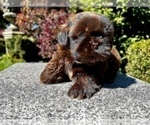 Puppy 1 Shih Tzu