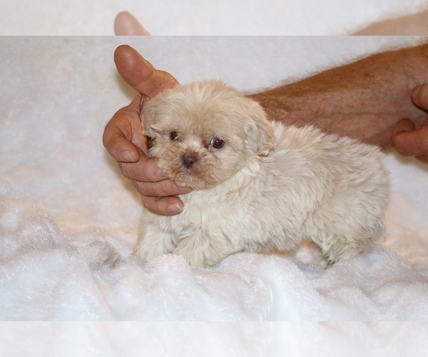 Medium Photo #9 Shih Tzu Puppy For Sale in DYERSBURG, TN, USA