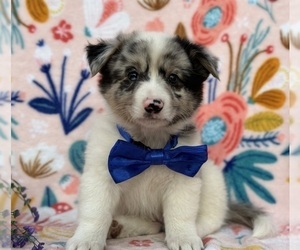 Collie-Pembroke Welsh Corgi Mix Puppy for sale in LANCASTER, PA, USA
