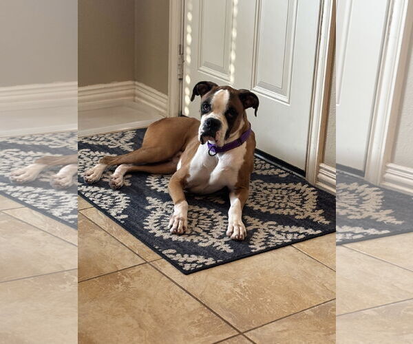 Medium Photo #3 Boxer Puppy For Sale in  Katy, TX, USA