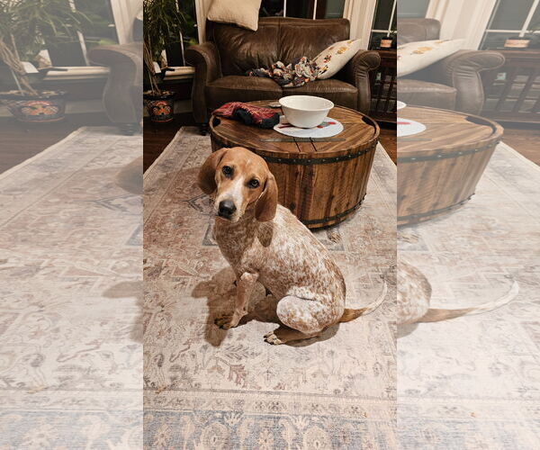 Medium Photo #3 Coonhound-Unknown Mix Puppy For Sale in Plainfield, IL, USA