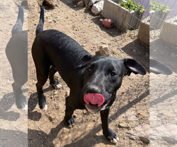 Medium Photo #4 American Staffordshire Terrier-Unknown Mix Puppy For Sale in Tracy City, TN, USA