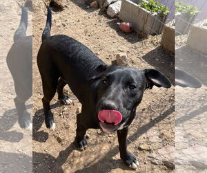 Tycoon - Male American Staffordshire Terrier-Unknown Mix Dog for Adoption - Photo #4