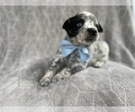 Small Photo #7 Australian Cattle Dog Puppy For Sale in LAKELAND, FL, USA
