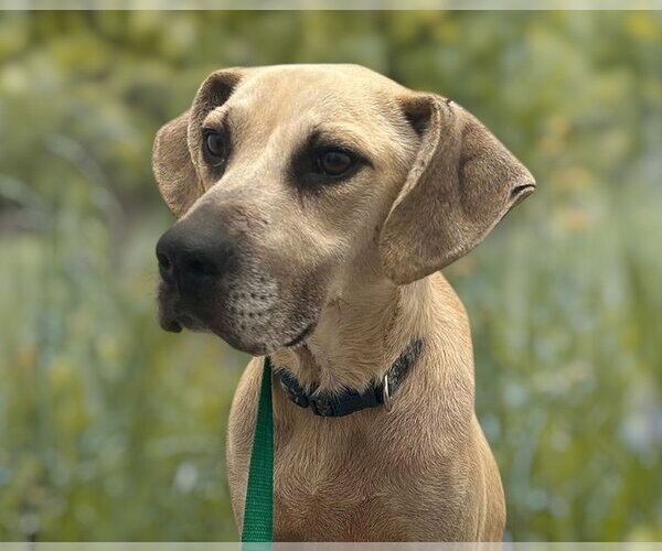 Medium Photo #3 Labrador Retriever-Unknown Mix Puppy For Sale in Monticello, MS, USA