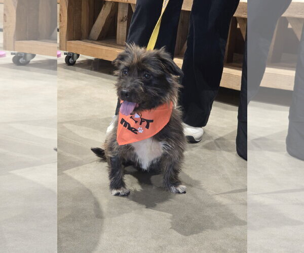 Medium Photo #2 Mutt Puppy For Sale in Rosenberg, TX, USA