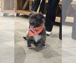 Small #1 Mutt