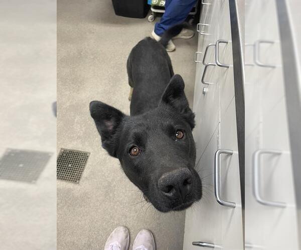 Medium Photo #1 German Shepherd Dog Puppy For Sale in HESPERIA, CA, USA