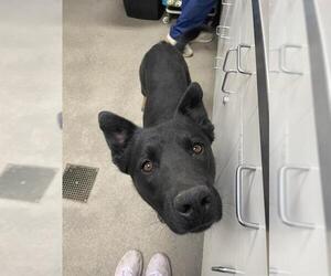 German Shepherd Dog Dogs for adoption in HESPERIA, CA, USA