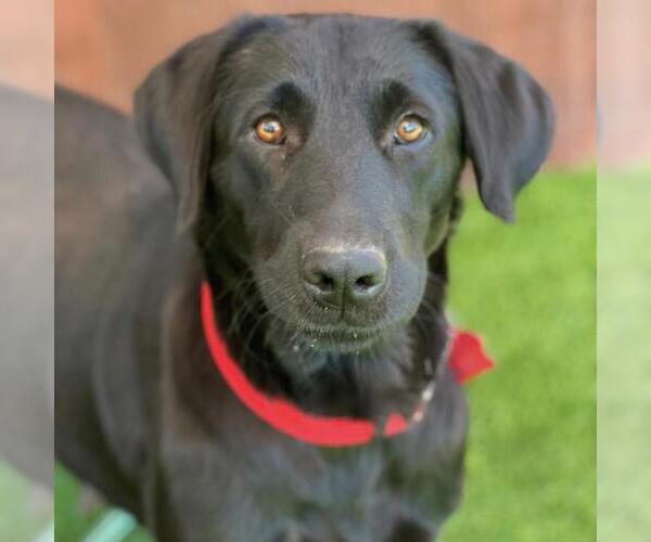 Medium Photo #1 Labrador Retriever Puppy For Sale in San Diego, CA, USA