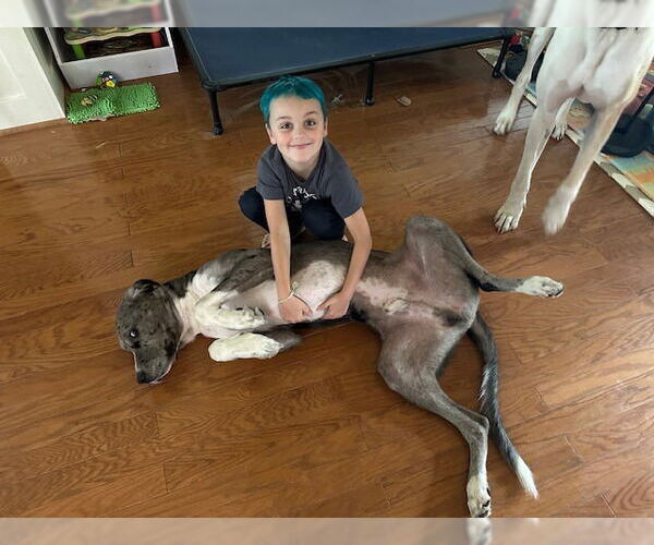 Medium Photo #2 Great Dane-Unknown Mix Puppy For Sale in Bullard, TX, USA