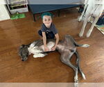 Small #1 Great Dane Mix