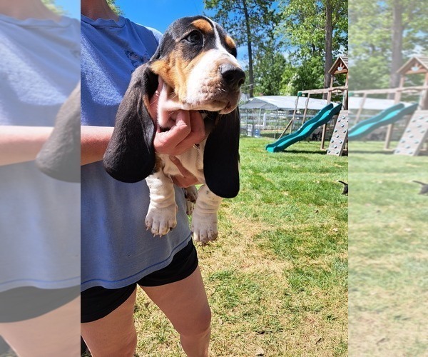 Medium Photo #11 Basset Hound Puppy For Sale in S CHESTERFLD, VA, USA