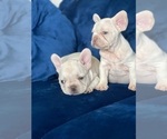 Small Photo #15 French Bulldog Puppy For Sale in ORLANDO, FL, USA